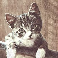 Boston International C770000 Paper Cocktail Napkins, 5 x 5