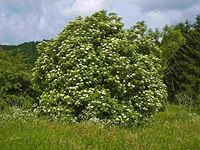 50 Seeds Sambucus Nigra European Elderberry AB028
