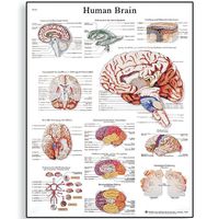 3B Scientific VR1615L Glossy Laminated Paper Human Brain Anatomical Chart, Poster Size 20" Width x 26" Height