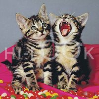 Hi-Look Microfiber Cleaning Cloth, cat design - Kitten Yawning