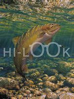 Hi-Look Microfiber Cleaning Cloth - Nymphing - Cutthroat