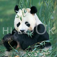 Hi-Look Microfiber Cleaning Cloth - Panda Bear