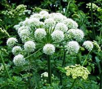 50 Female Ginseng Dong Quai Chinese Angelica Sinensis Medical Herb Seeds