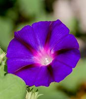 Outsidepride Morning Glory Grandpa OTT - 250 Seeds