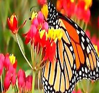 Big Pack - (1,000) Tropical Sunset Flower Seed - Asclepias curassavica - Scarlet Milkweed Seeds - by MySeeds.Co (Big Pack - Tropical Milkweed)