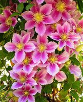 100pcs/bag Clematis seeds flowers clematis vine seeds perennial flower seeds climbing clematis plants bonsai pot garden plant 12