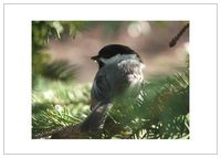 NW Pitney Ink Chickadee Blank Greeting Card, 7 x 5 Inches (1147AWB)