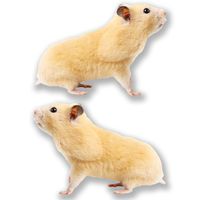 2 x 10cm- 100mm Cute Hamster Vinyl SELF ADHESIVE STICKER Decal Laptop Travel Luggage Car iPad Sign Fun #6614