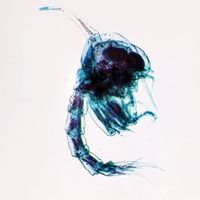 Zoea of Crab, w.m. Microscope Slide