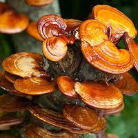 Reishi Mushroom Powder, Certified Organic, Made in USA / Ling Zhi / Ganoderma Lucidum, 1 lb (16oz)