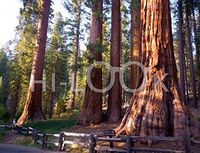 Hi-Look Microfiber Cleaning Cloth - Giant Sequoias