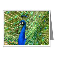Note Card Peacock with Beautiful Plumage