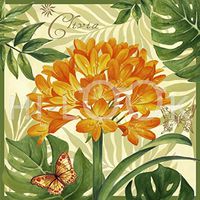 Hi-Look Microfiber Cleaning Cloth - Clivia