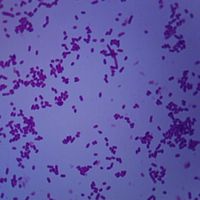 Shigella dysenteriae, w.m. Microscope Slide