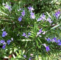 Rosemary 100% Pure essential oil, 100ml