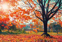 CSFOTO 7x5ft Autumn Scenery Backdrop Autumn Maple Leaf Photography Background Sunshine Fall Maple Leaf Landscape Autumnal Scenery Outdoor Party Holiday Trip Photo Booth Digital Studio Props Wallpaper