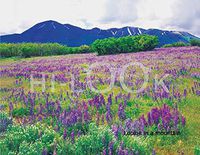 Hi-Look Microfiber Cleaning Cloth - Lupine in a mountain