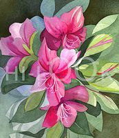 Hi-Look Microfiber Cleaning Cloth - Azalea