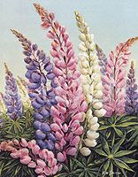 Hi-Look Microfiber Cleaning Cloth - Lupine