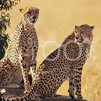 Hi-Look Microfiber Cleaning Cloth - Cheetahs