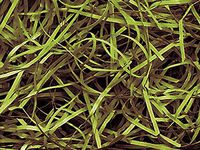 Green Tea Veryfine Cut™ Paper Shred 10 lb Box ~ Spring-Fill® Shred - WRAPS-SP10GT