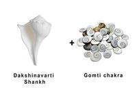 Original Dakshinavarti Shank and Original Gomti Chakra (51 Pieces)