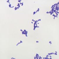 Gram-Positive Coccus Slide, w.m, Gram Stain