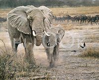 Hi-Look Microfiber Cleaning Cloth - Elephant