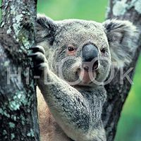 Hi-Look Microfiber Cleaning Cloth - Koala