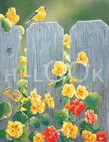 Hi-Look Microfiber Cleaning Cloth, bird design - Goldfinch and Nasturtiums