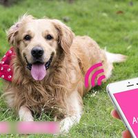 ONERIOME Key-Finder Smart Pet Tracker for Dog Cat Phone Wallet Bag Bluetooth 4.0 Device GPS Locator Alarm GPS Trackers Smart Tag