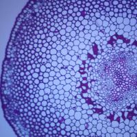 Psilotum Aerial Stem (Whisk Fern), c.s, 12 m Microscope Slide