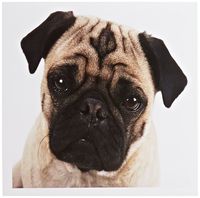 3dRose Cute Mug Of A Pug Closeup - Greeting Cards, 6 x 6 inches, set of 6 (gc_100990_1)