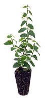 Variegated Creeping Fig Vine - Ficus Pumila Variegata - 10 Live Fully Rooted 2 Inch Plants - Climbing Ivy