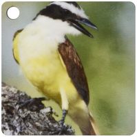 3dRose Great Kiskadee bird, Rio Grande Valley, Texas - NA02 RNU0156 - Rolf Nussbaumer - Key Chains, 2.25 x 4.5 inches, set of 2 (kc_84278_1)