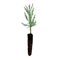 Giant Sequoia | Live Tree Seedling (Small) | The Jonsteen Company