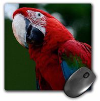 3dRose LLC 8 x 8 x 0.25 Inches Scarlet Macaw Mouse Pad (mp_16938_1)