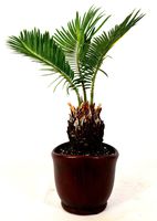 Sago Palm - 4.5" Ceramic Pot - unique from jmbamboo