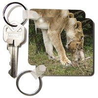 3dRose Kenya, Maasai Mara Reserve, African Lion - AF21 JMC0284 - Joe and Mary Ann McDonald - Key Chains, 2.25 x 4.5 inches, set of 4 (kc_131877_2)