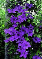 The President Clematis Vine - Deep Purple - 2.5" Pot
