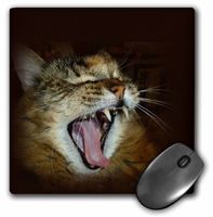 3dRose LLC 8 X 8 X 0.25 Inches Gorgeous Maine Coon Cat Meow Roar Mouse Pad (mp_27141_1)