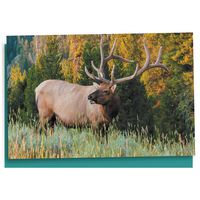 Tree-Free Greetings EcoNotes 12 Count Elk All Occasion Notecard Set with Envelopes, 4 x 6 Inches (FS56729)