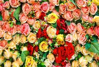 Leowefowa 7x5FT Sweet Bridal Shower Backdrop Blooming Fresh Rose Flowers Backdrops for Photo Background Romantic Wedding Ceremony Girls Kids Happy Father's Day Party Studio Props