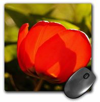 3dRose LLC 8 x 8 x 0.25 Inches Mouse Pad, Large Orange/Red Tulip with Sunlight Pouring Through (mp_62228_1)