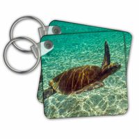 3dRose Ecuador, Galapagos National Park. Green Sea Turtle Underwater. - Key Chains, 2.25" x 2.25", Set of 2 (kc_228792_1)