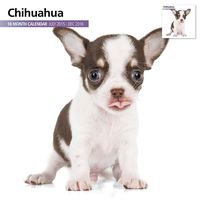 Chihuahua 18 Month 2016 Wall Calendar