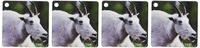3dRose Mountain Goat, Glacier National Park, Montana - US27 RNU0013 - Rolf Nussbaumer - Key Chains, 2.25 x 4.5 inches, set of 4 (kc_92141_2)
