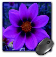 3dRose LLC 8 x 8 x 0.25 Inches Purple Cosmos Flower at Dusk Mouse Pad (mp_5984_1)