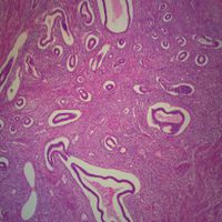 Human Uterus, sec. 7 m H&E Microscope Slide