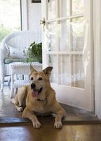 The Door Shield - Pet Scratch Protector